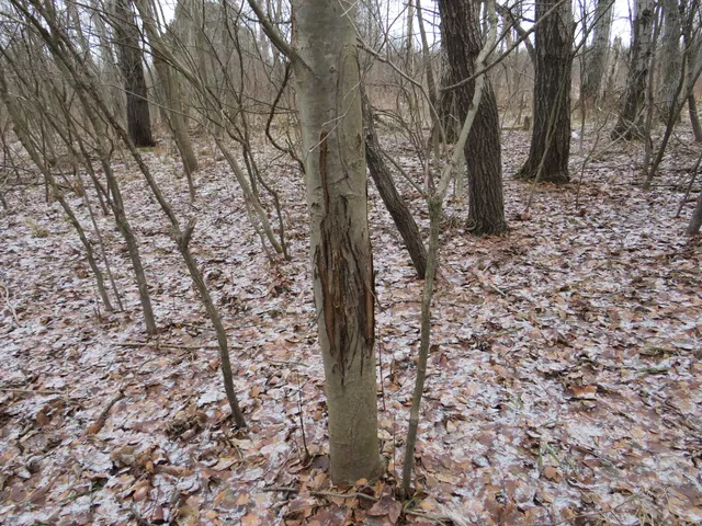 $79,000 | Jefferson Road, Morley, MI 49336