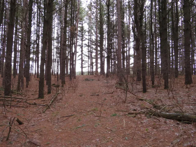 $79,000 | Jefferson Road, Morley, MI 49336