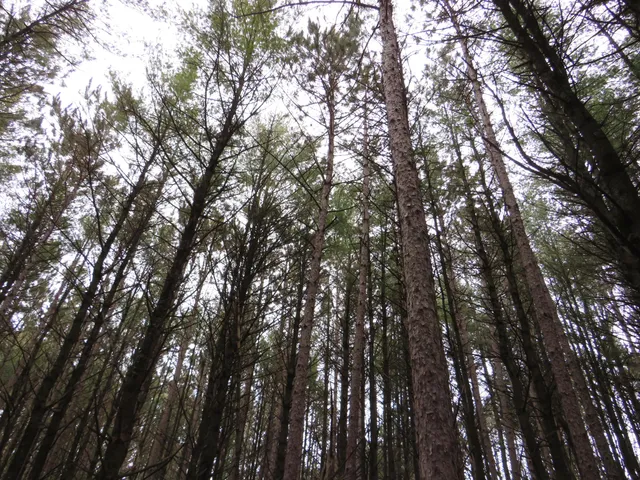 $79,000 | Jefferson Road, Morley, MI 49336