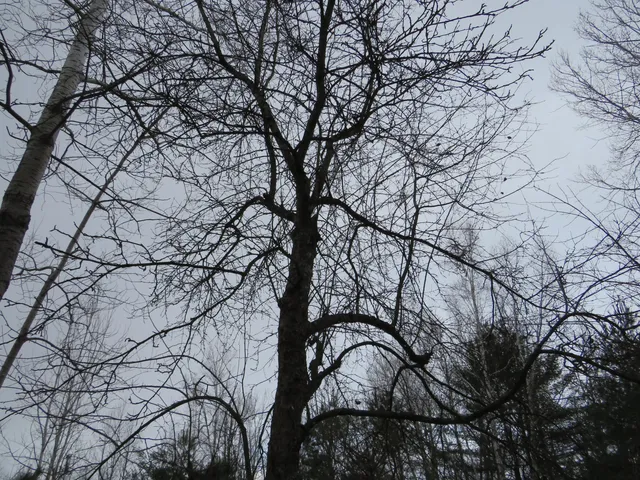 $79,000 | Jefferson Road, Morley, MI 49336