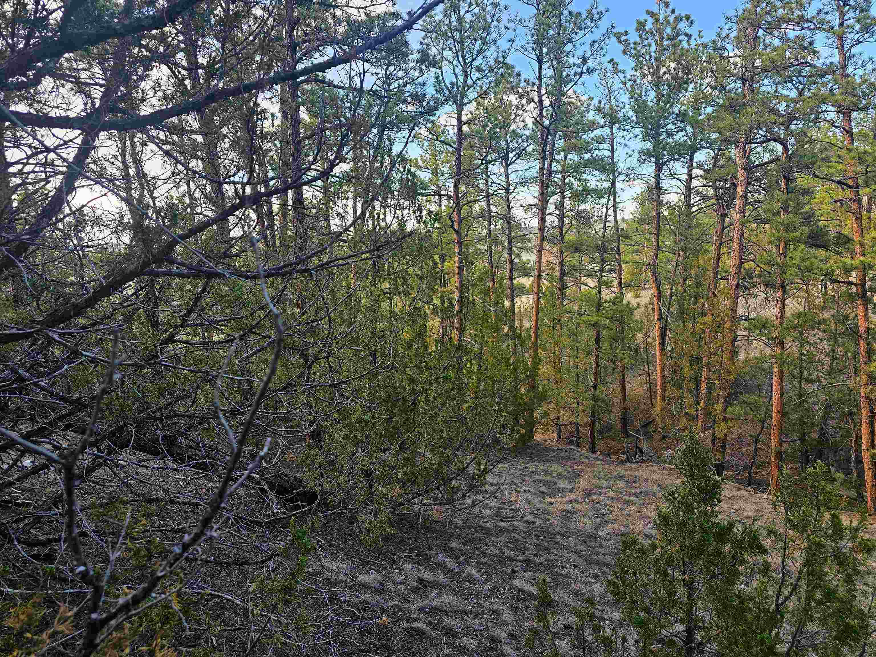 52 Wendover Road Guernsey, WY 82214 - Photo 13 of 42
