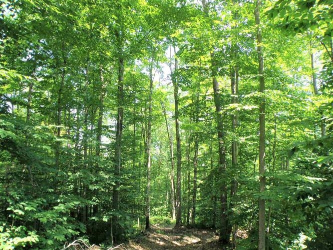 0 Tallman Road Wolcott, VT 05680 - Photo 20 of 21