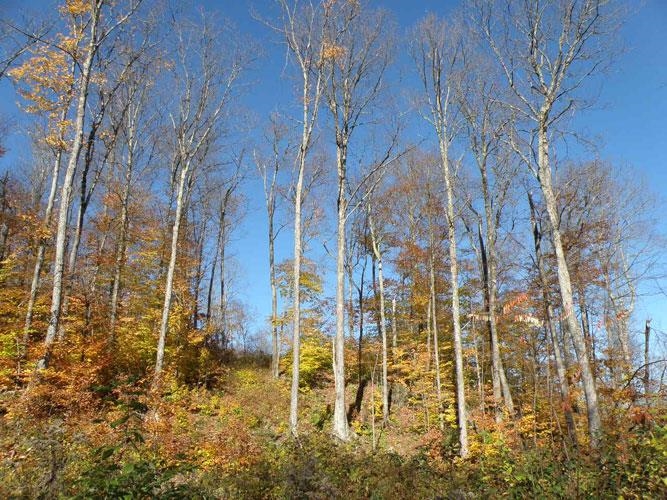 0 Tallman Road Wolcott, VT 05680 - Photo 8 of 21