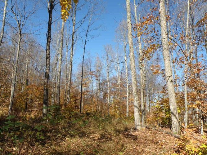 0 Tallman Road Wolcott, VT 05680 - Photo 9 of 21