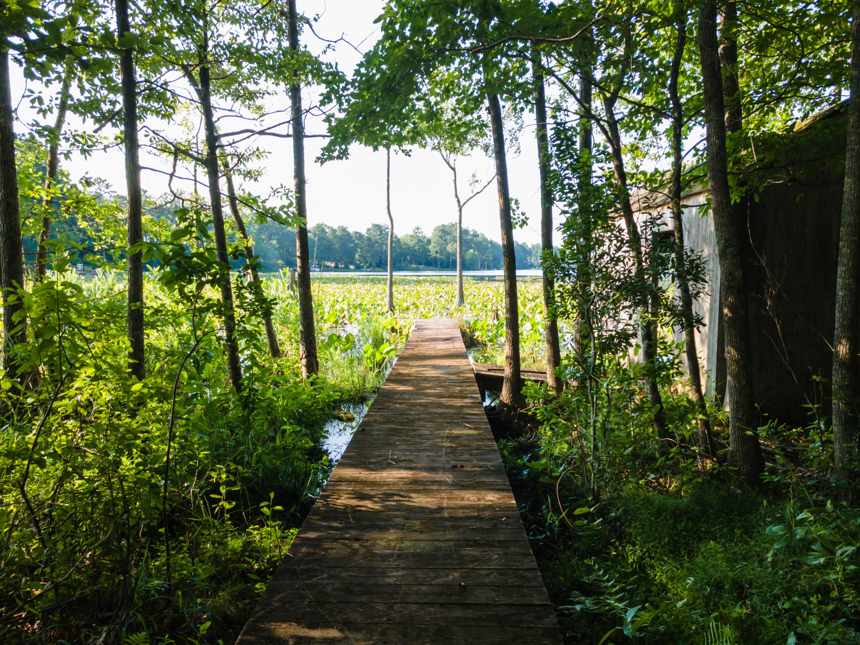 Tbd Edisto Lake Road, Unit 39 Wagener, SC 29164 - Photo 10 of 39 Gallery Image 10