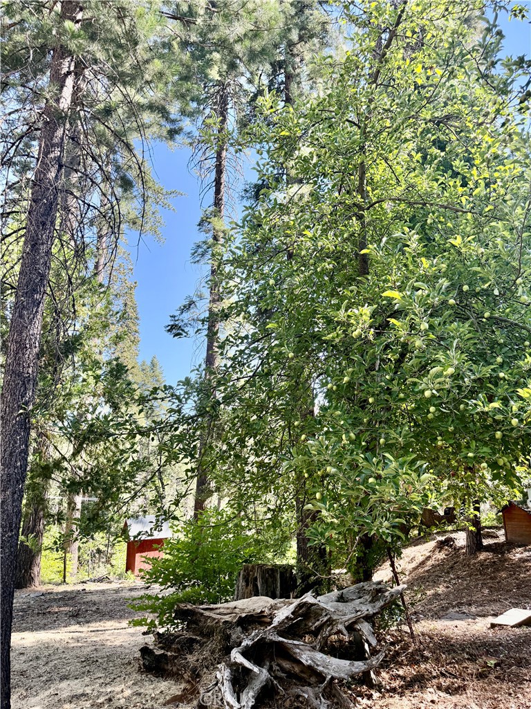 3502 Comet Mine Mariposa, CA 95338 - Photo 12 of 47 a picture of street view