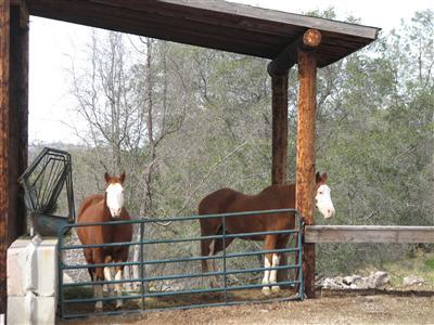 20164 Nicholas Road Prather, CA 93651 - Photo 63 of 67 Plenty of room for the equine family