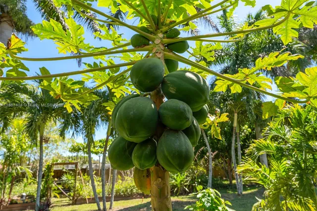 a close up of a plant in a garden