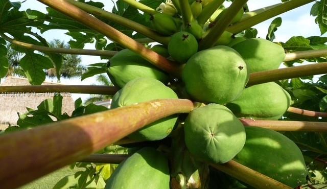20230 Southwest 184th Street Miami, FL 33187 - Photo 35 of 42 Look how clean the fruit is.... Amazing papaya is a tough one easy to grow but to get this quality of fruit not so easy.. well loved groves