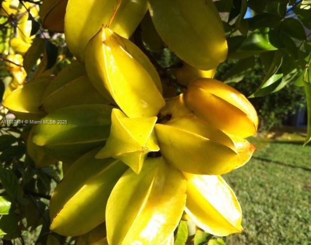 20230 Southwest 184th Street Miami, FL 33187 - Photo 36 of 42 Star Fruit Loaded