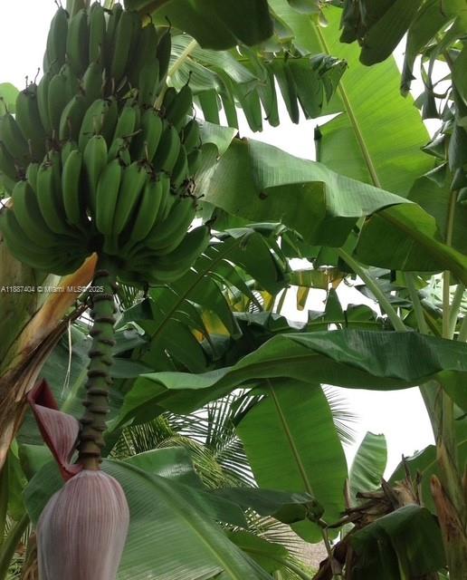 20230 Southwest 184th Street Miami, FL 33187 - Photo 37 of 42 Banana/ plantains there are multiple varieties on site