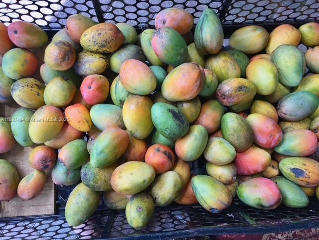 20230 Southwest 184th Street Miami, FL 33187 - Photo 40 of 42 Mangos galore.. they freeze well and make great shakes thru the year... Ideal for poolside smoothie/shake