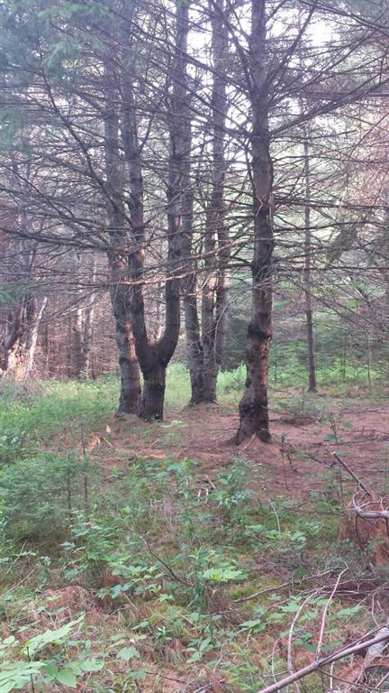 0 Swett Road, Unit LOT 4 Hampden, ME 04444 - Photo 7 of 13 Photo