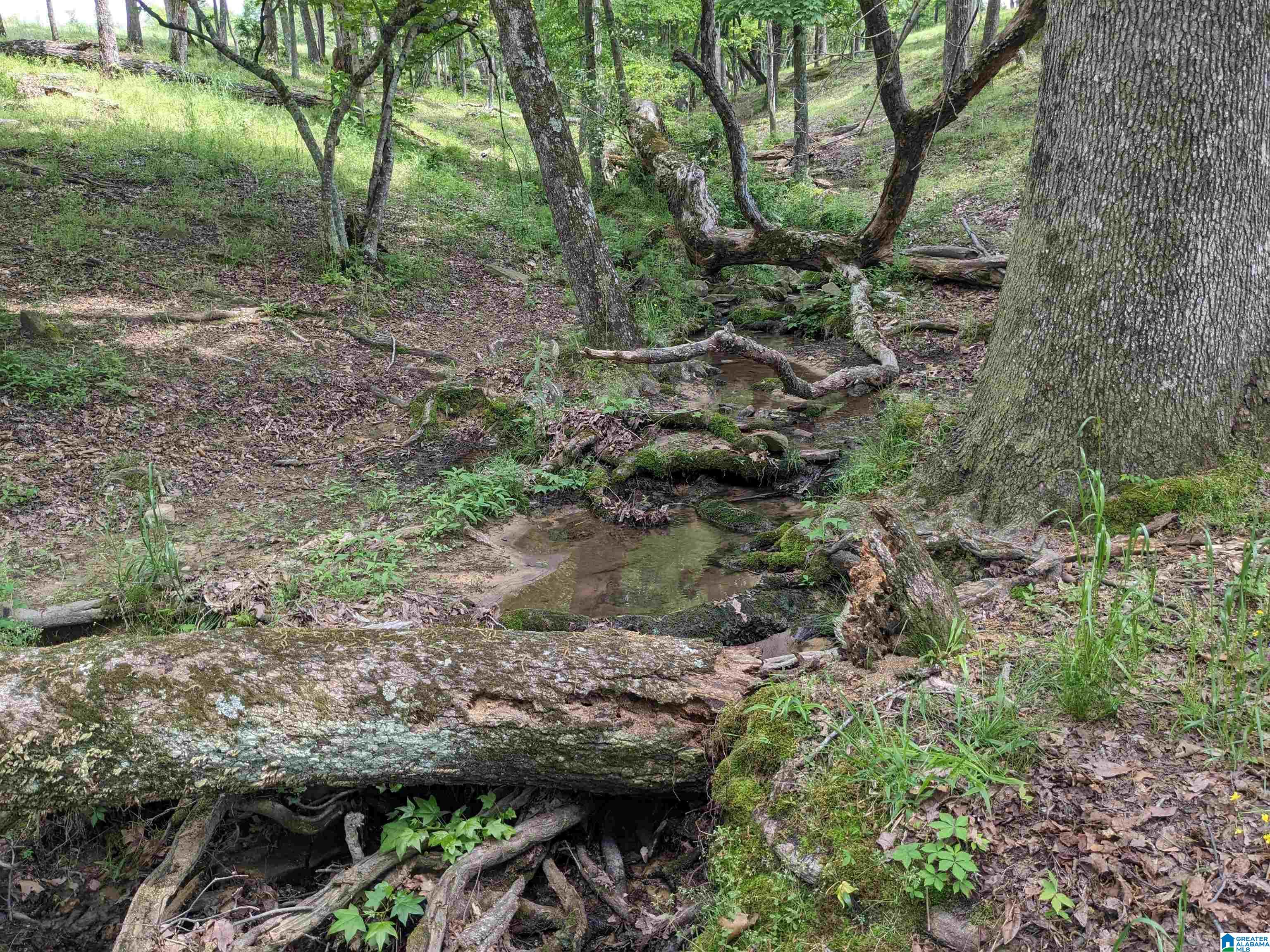 Burton Loop Road Altoona, AL 35952 - Photo 26 of 29 Gallery Image 26