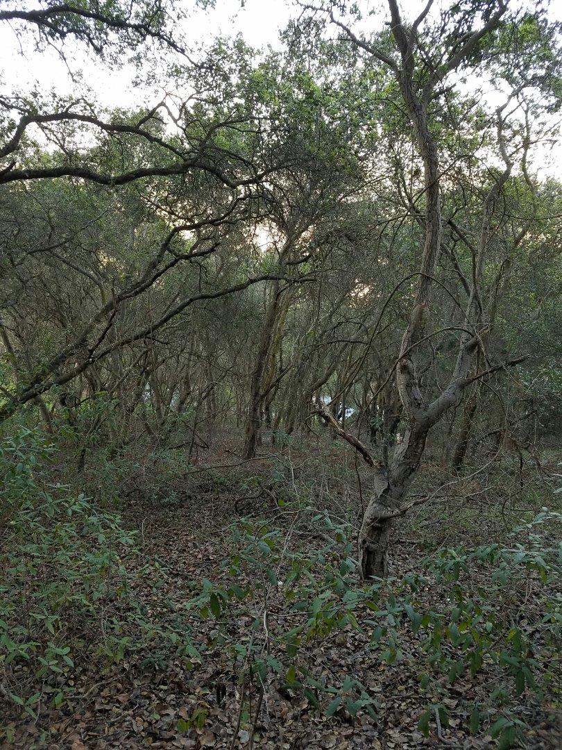 0 Carpenteria Road Aromas, CA 95004 - Photo 1 of 10 Gallery Image 1