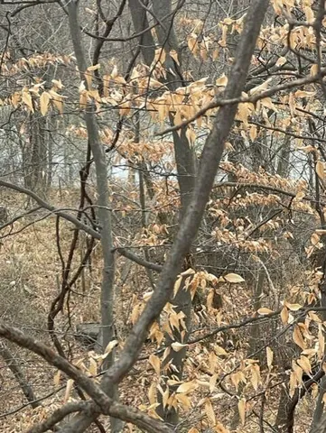 $15,000 | 0 Wilson Street, Coloma, MI 49038