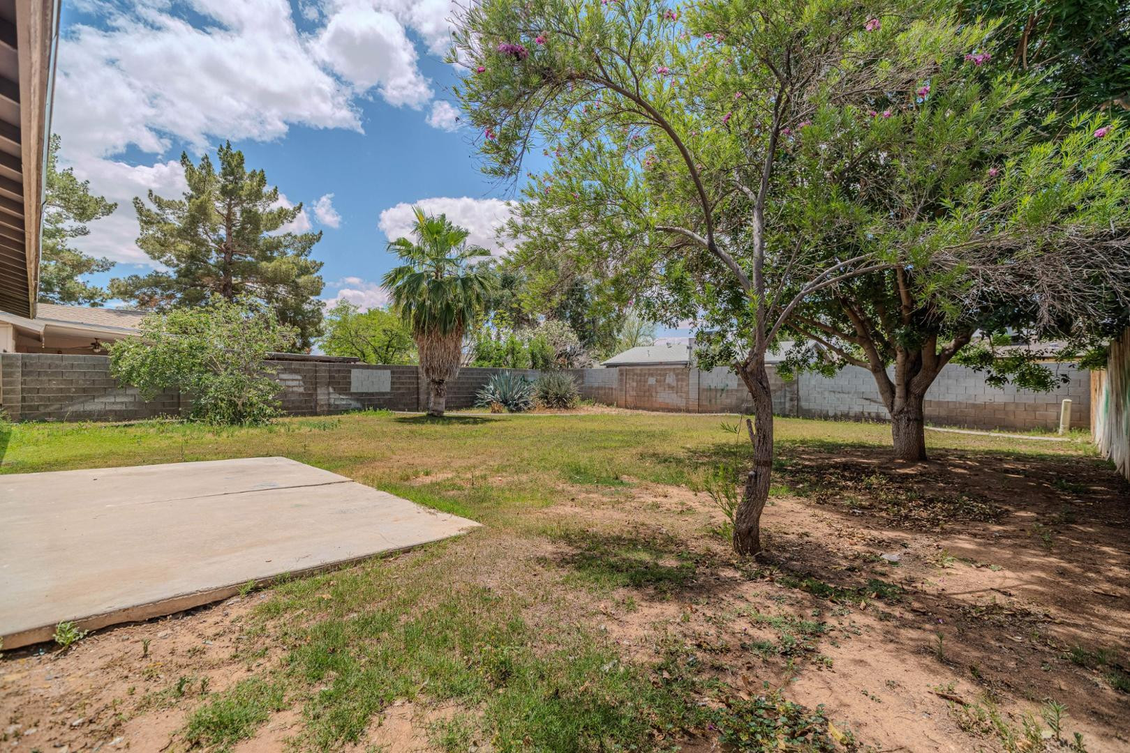 14626 North 38th Street Phoenix, AZ 85032 - Photo 12 of 13 a view of a tree in the garden of a building