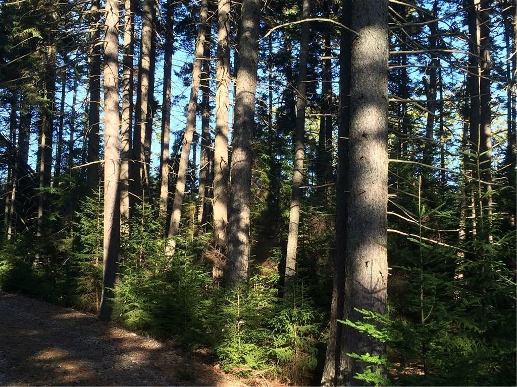0 West Side Road South Bristol, ME 04568 - Photo 2 of 5 Plenty of tall spruce trees