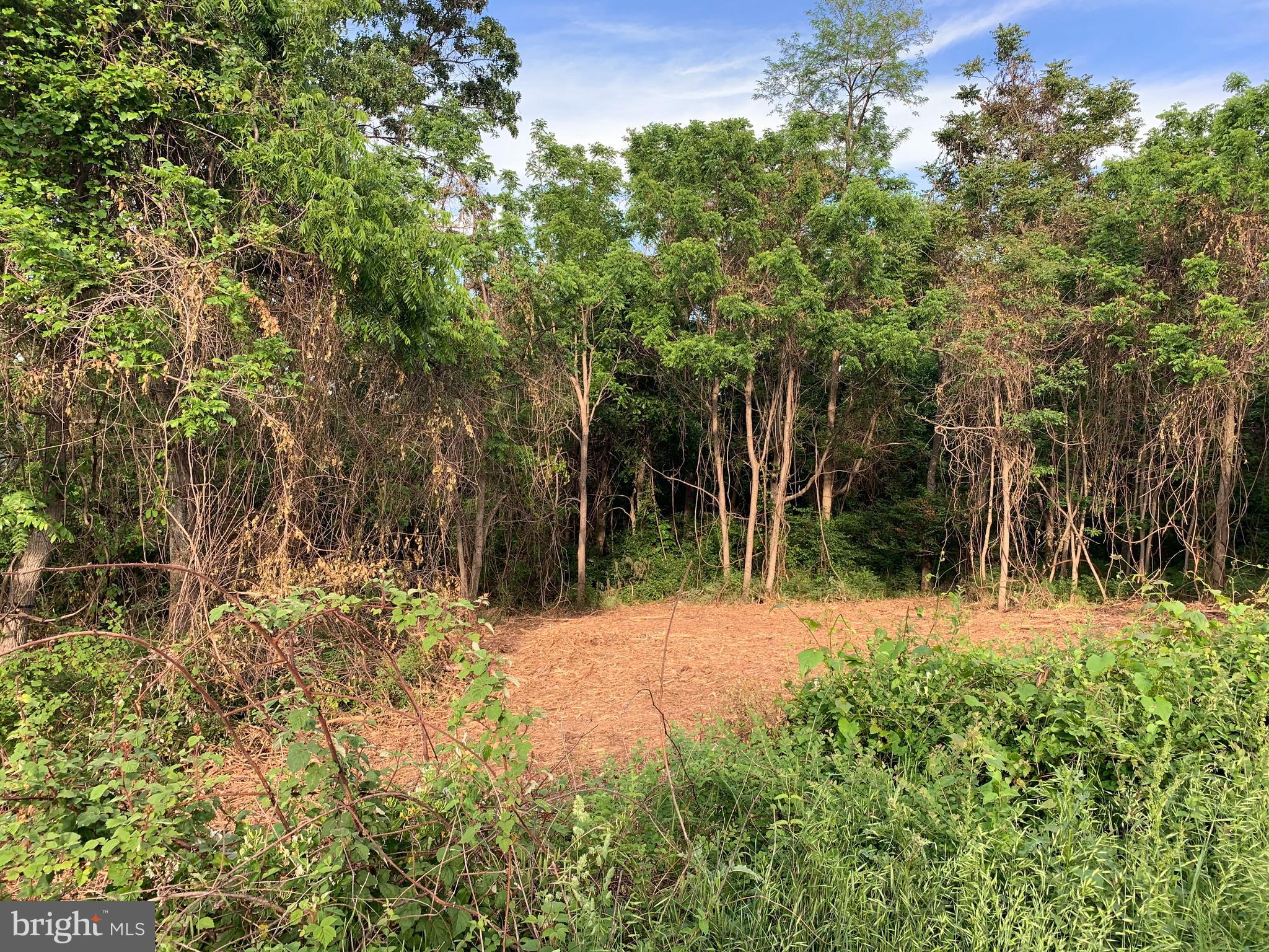 0 Wapping Farm Road, Unit LOT 7 Front Royal, VA 22630 - Photo 3 of 41 a view of a yard with trees