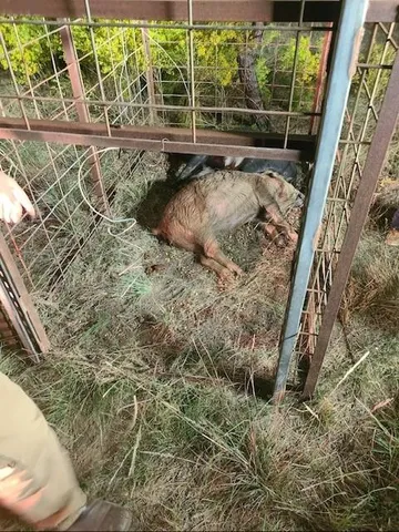 a view of a dry yard with trees