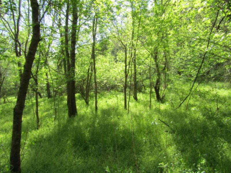 13320 Martin Creek Road Baxter, TN 38544 - Photo 24 of 41