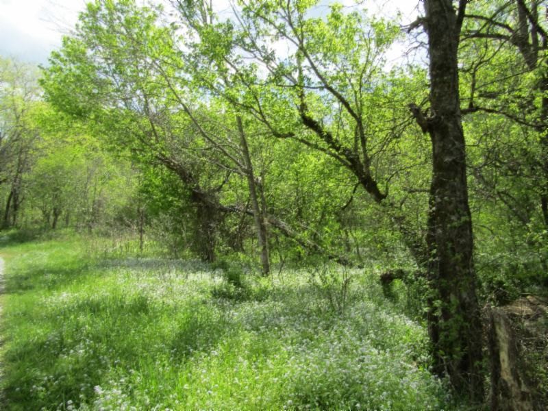 13320 Martin Creek Road Baxter, TN 38544 - Photo 25 of 41 a view of a lush green space