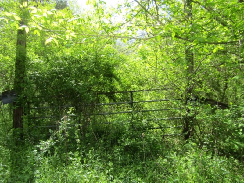 13320 Martin Creek Road Baxter, TN 38544 - Photo 26 of 41 a view of a lush green forest