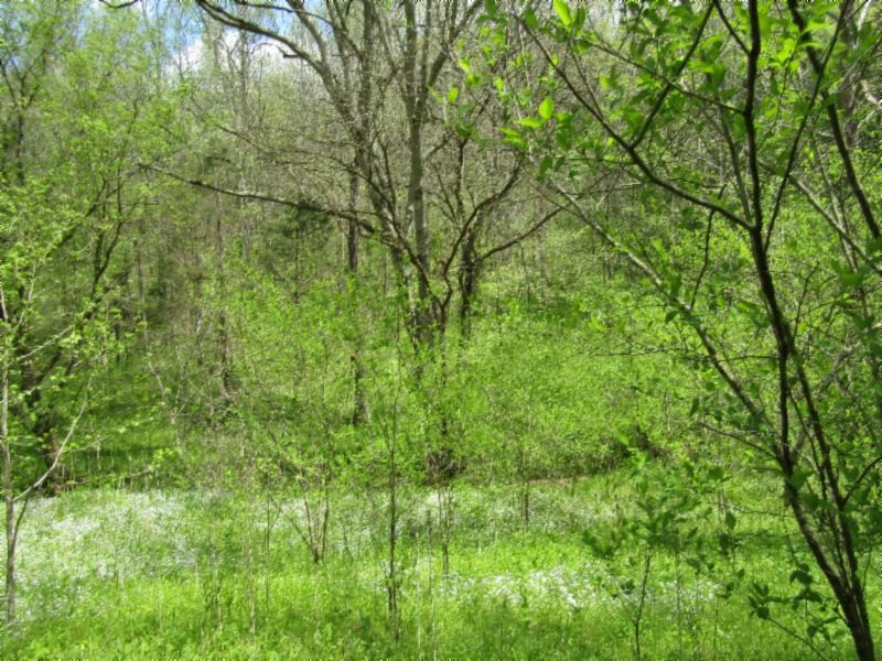 13320 Martin Creek Road Baxter, TN 38544 - Photo 33 of 41 a view of a lush green forest