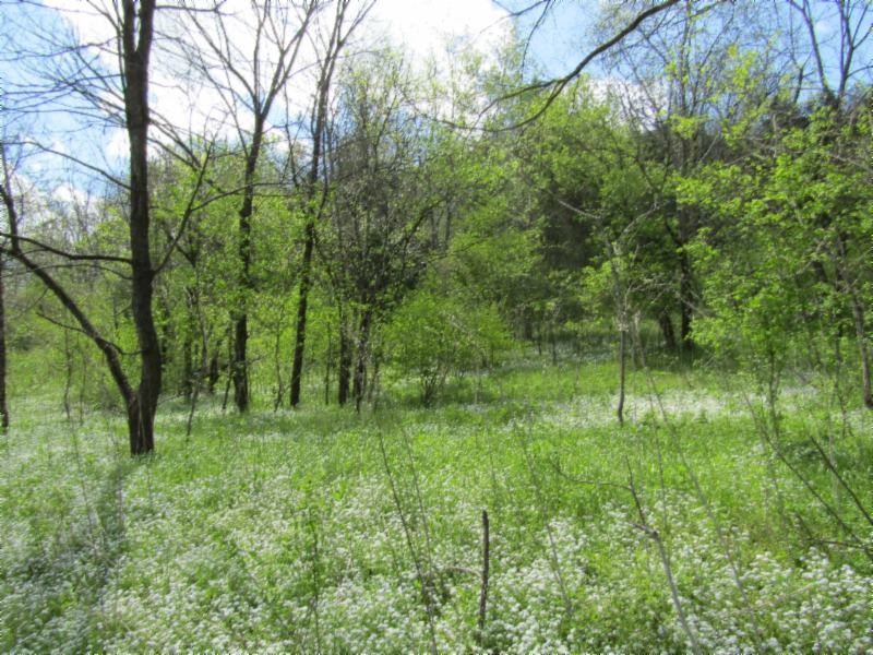 13320 Martin Creek Road Baxter, TN 38544 - Photo 34 of 41 a big yard with lots of green space and deers