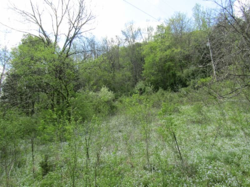 13320 Martin Creek Road Baxter, TN 38544 - Photo 35 of 41 a view of a lush green forest