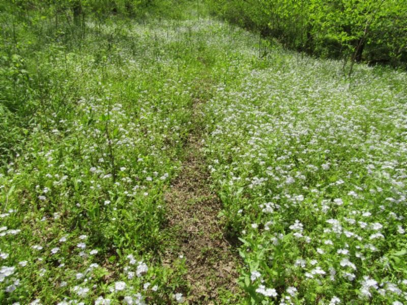 13320 Martin Creek Road Baxter, TN 38544 - Photo 36 of 41 a view of a lush green forest