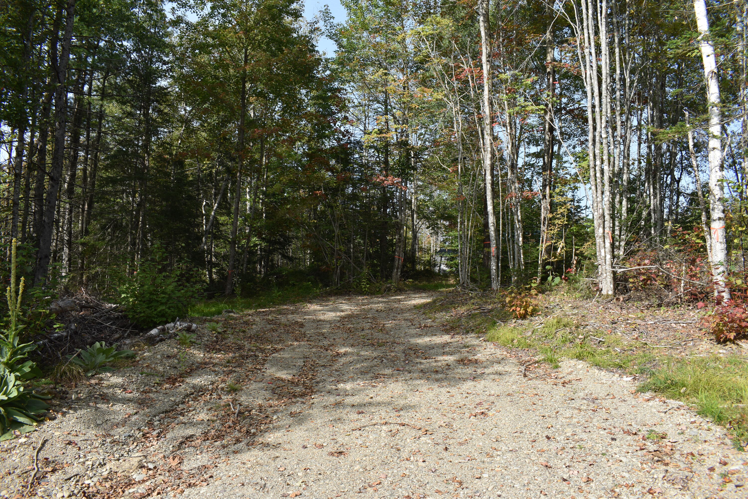 Tbd Moores Road Springfield, ME 04487 - Photo 17 of 22 DSC_0381