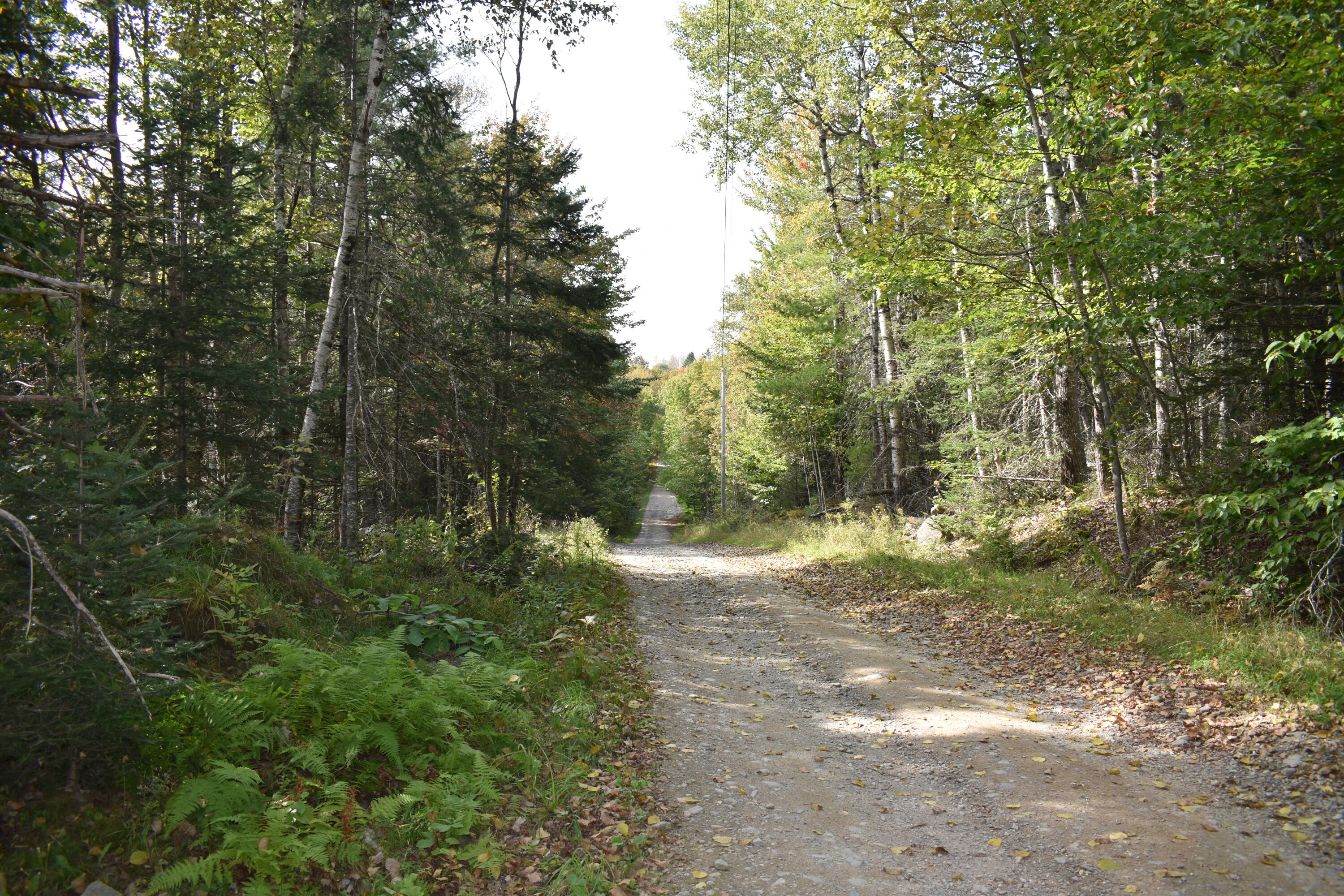 Tbd Moores Road Springfield, ME 04487 - Photo 18 of 22 DSC_0382