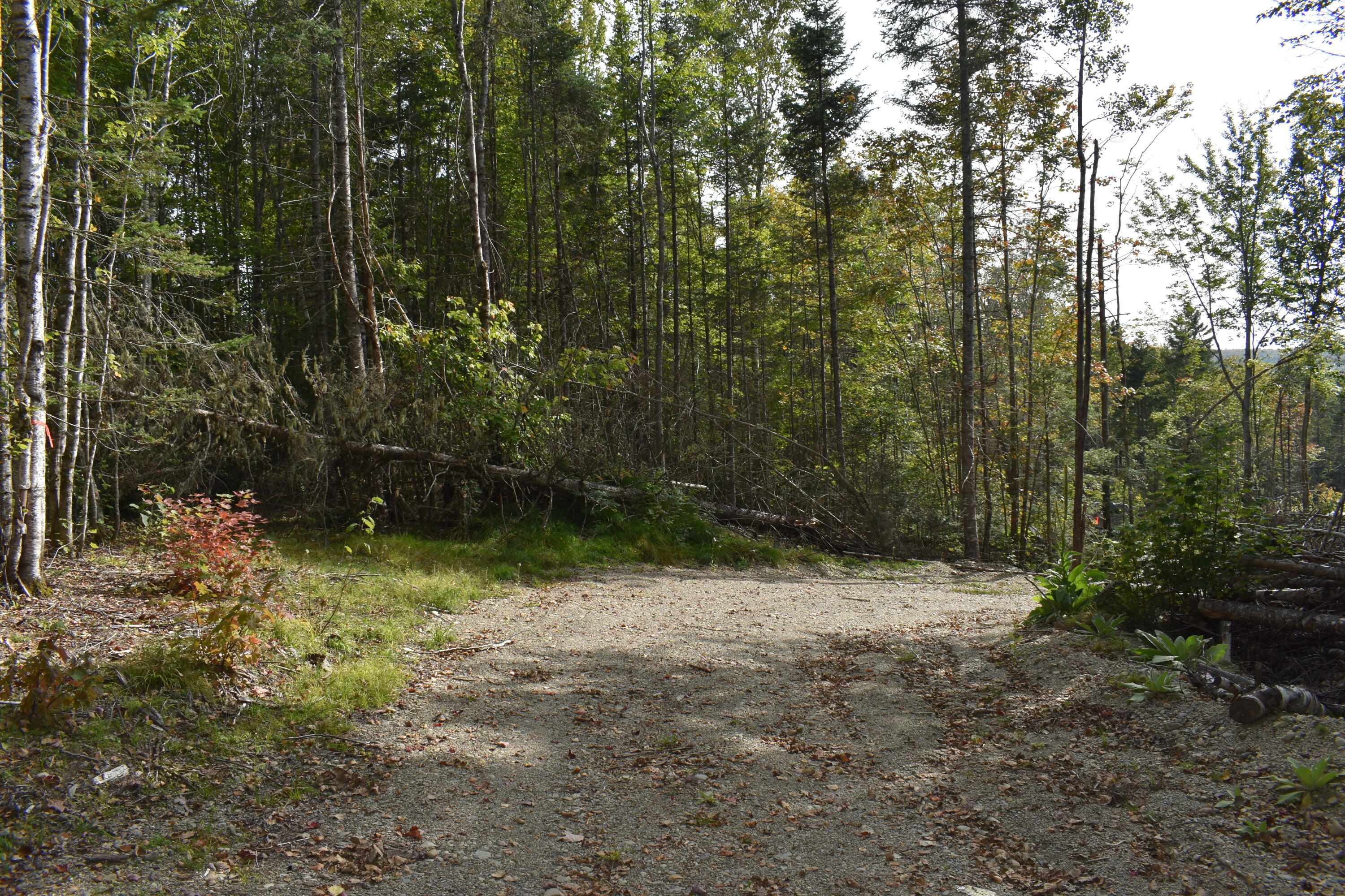 Tbd Moores Road Springfield, ME 04487 - Photo 19 of 22 DSC_0385