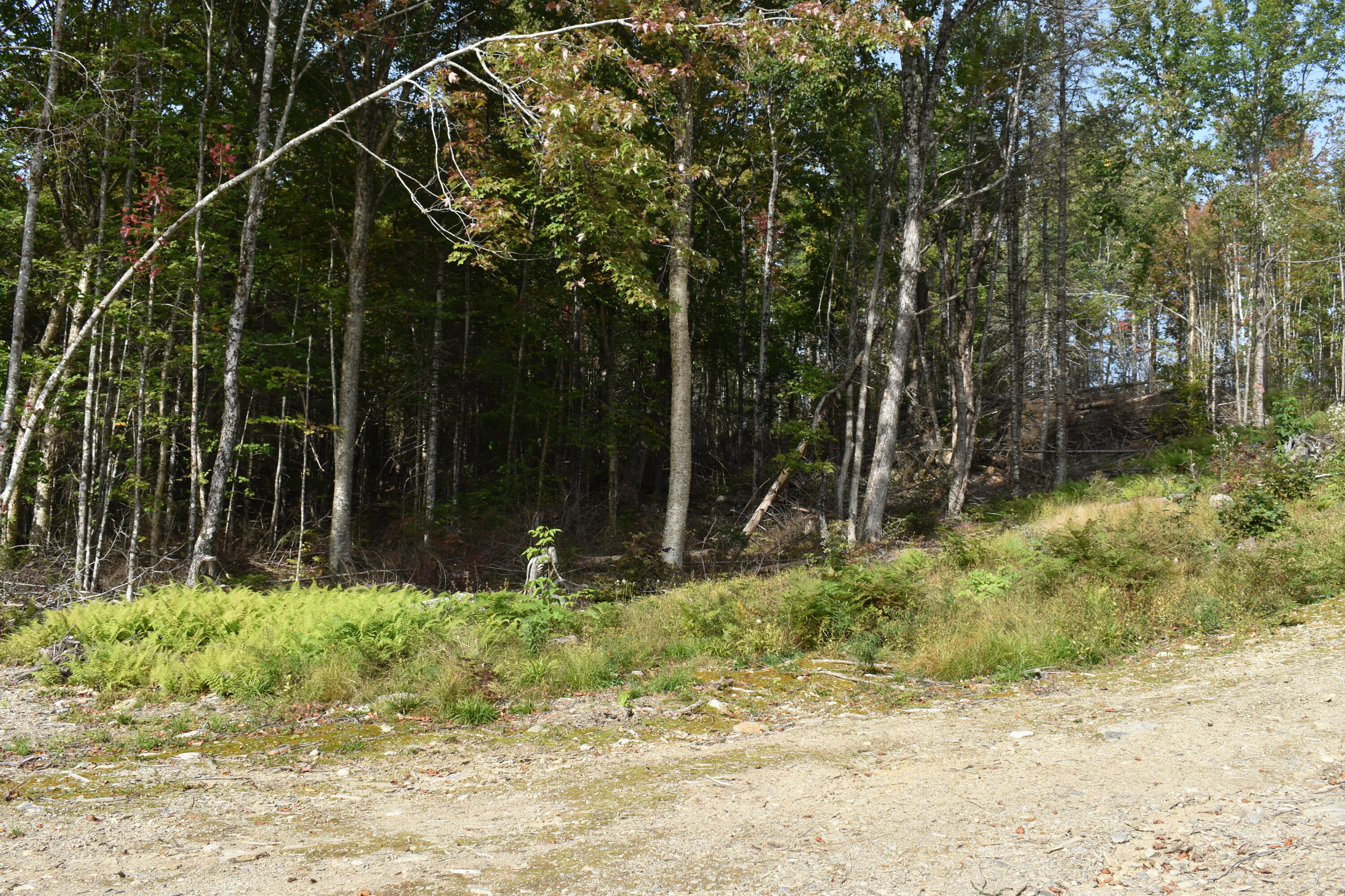 Tbd Moores Road Springfield, ME 04487 - Photo 21 of 22 DSC_0393