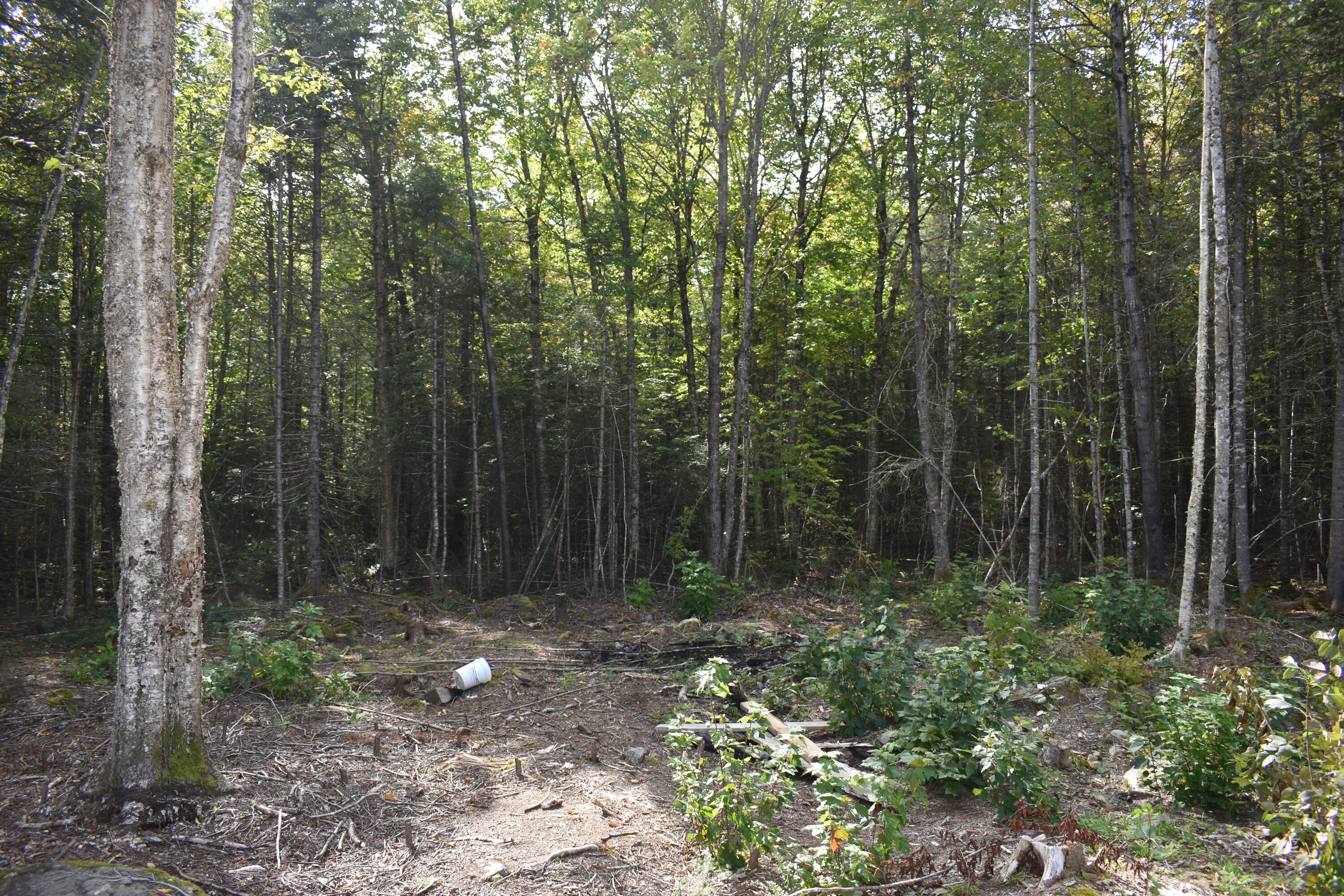 Tbd Moores Road Springfield, ME 04487 - Photo 5 of 22 DSC_0391