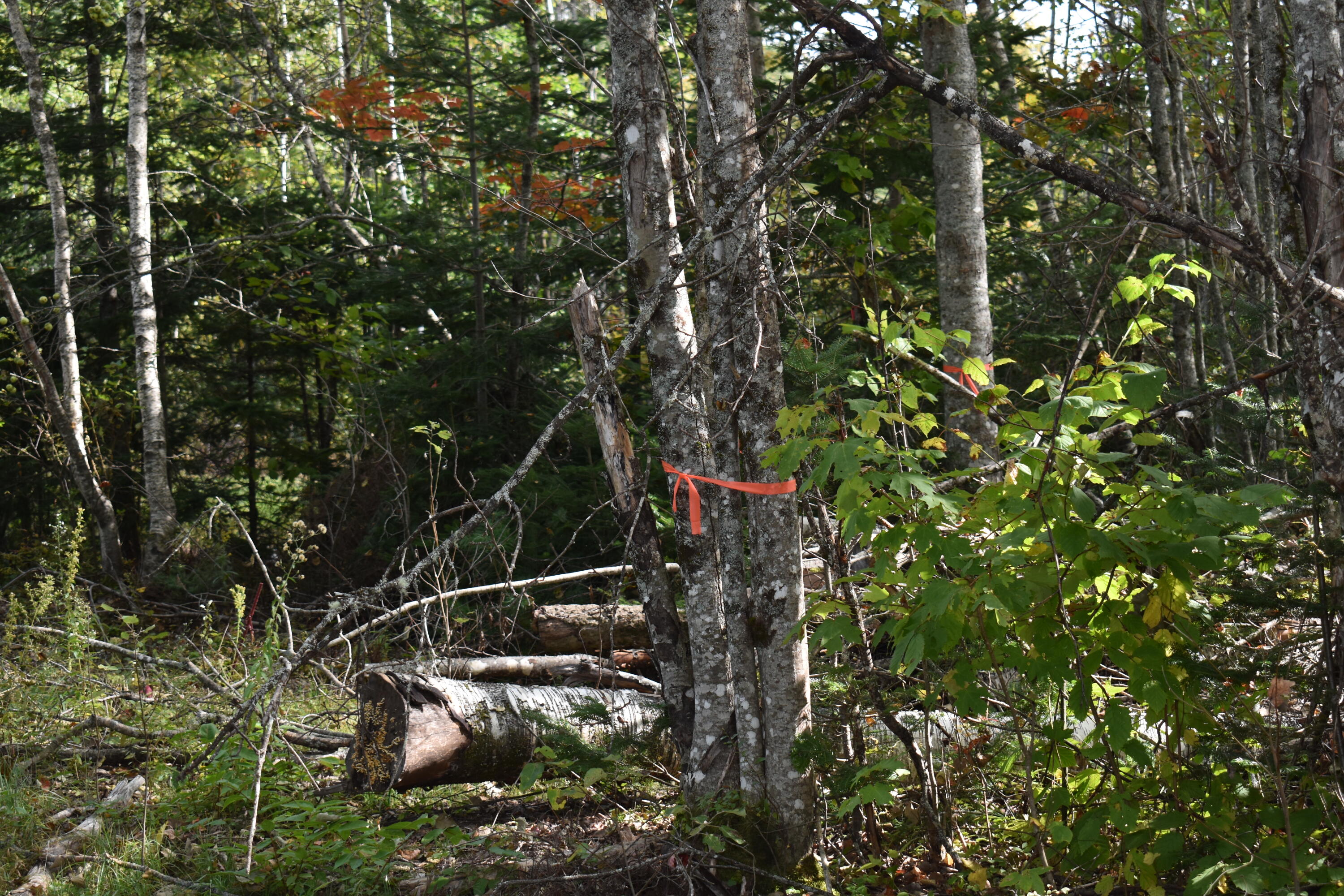 Tbd Moores Road Springfield, ME 04487 - Photo 6 of 22 DSC_0383