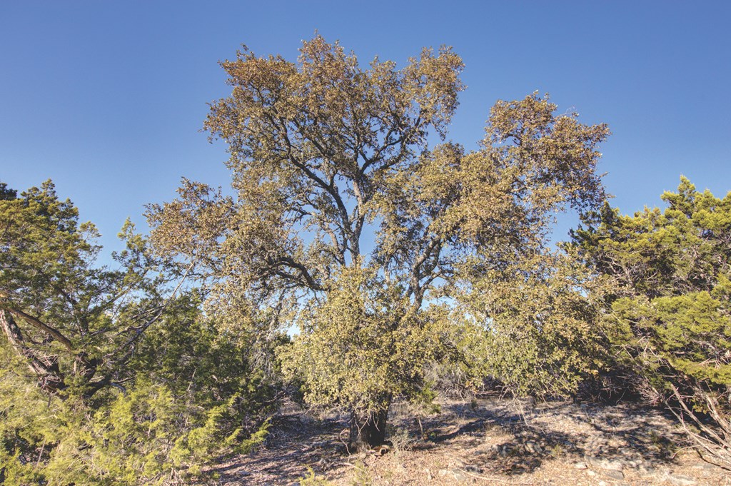 340 River Bend Road West Hunt, TX 78024 - Photo 47 of 55