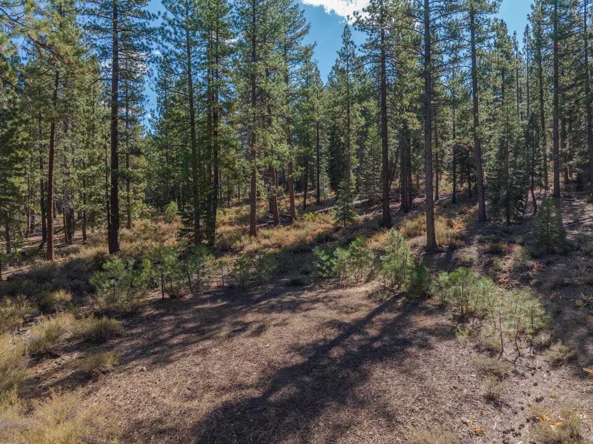 10719 Regency Circle Truckee, CA 96161 - Photo 3 of 10 a view of a forest with trees