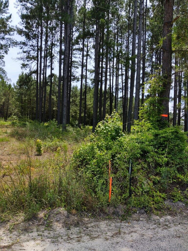 Tbd Wells Road Summerton, SC 29148 - Photo 3 of 6