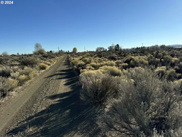 a view of a bunch of trees in a city