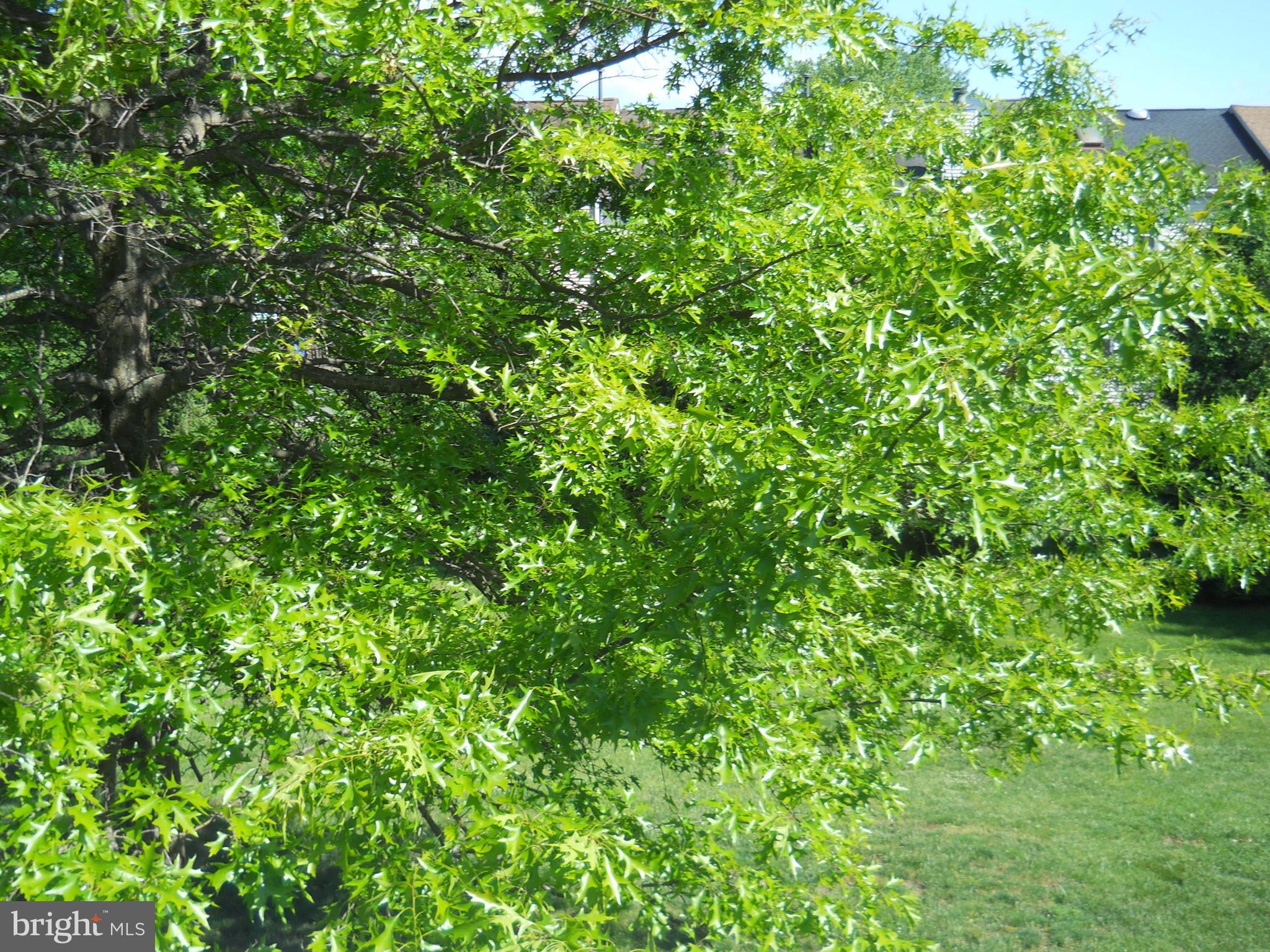 2807 Cornet Court Silver Spring, MD 20904 - Photo 40 of 44 a view of a lush green space