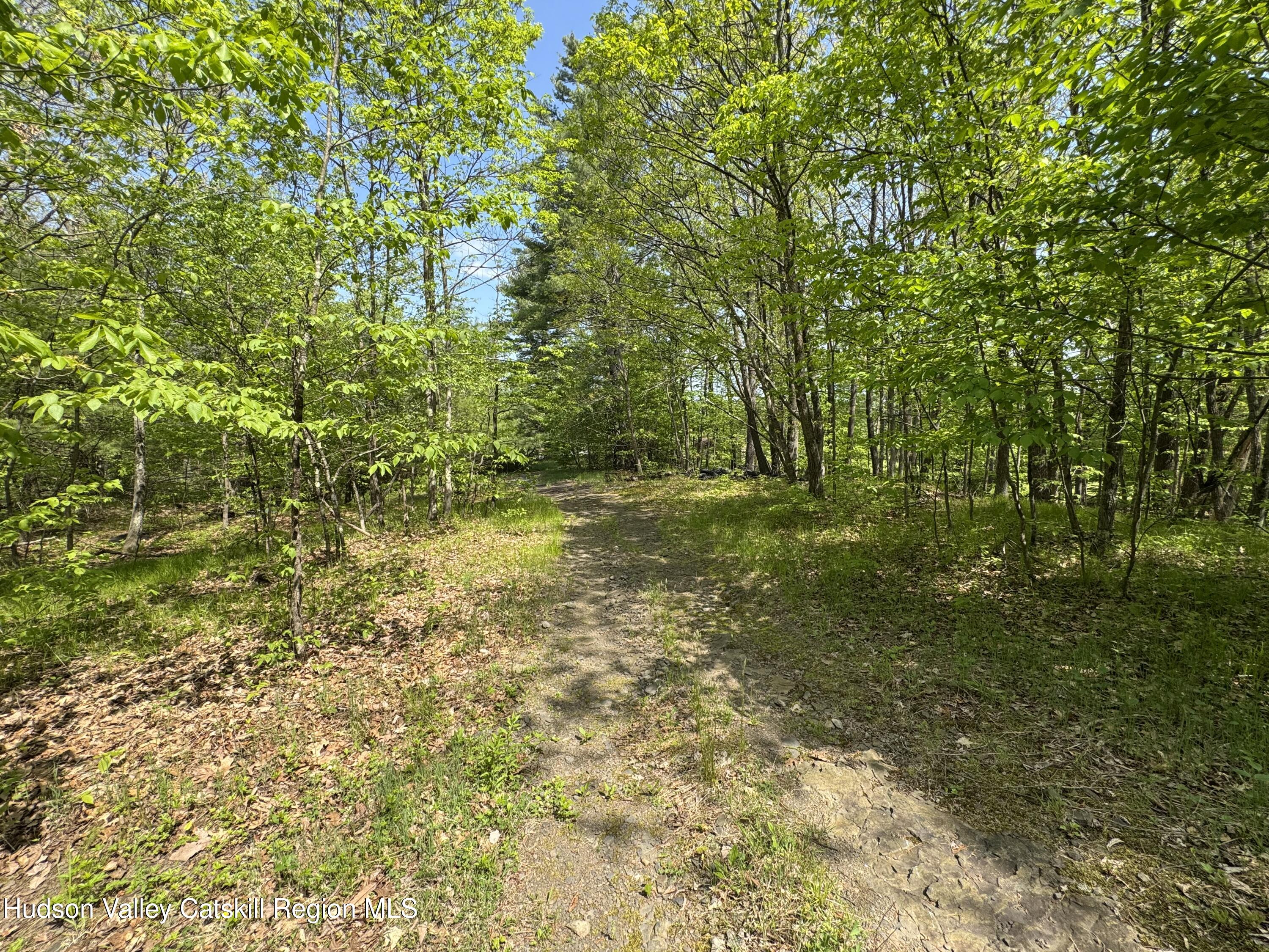 Tbd Bill Matter Road Climax, NY 12042 - Photo 10 of 16 a view of a yard with plants and large trees