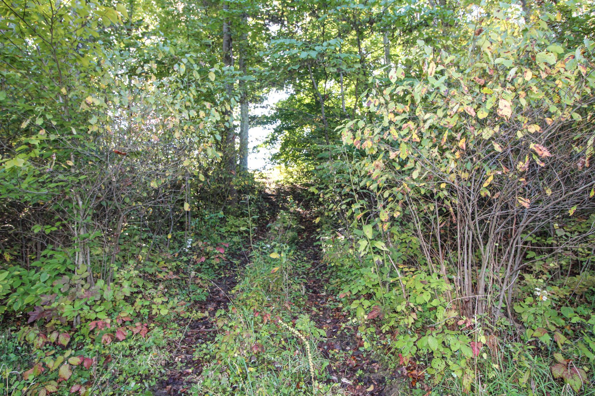 0 Mud Run Road Summerfield, OH 43788 - Photo 11 of 51 IMG_5436