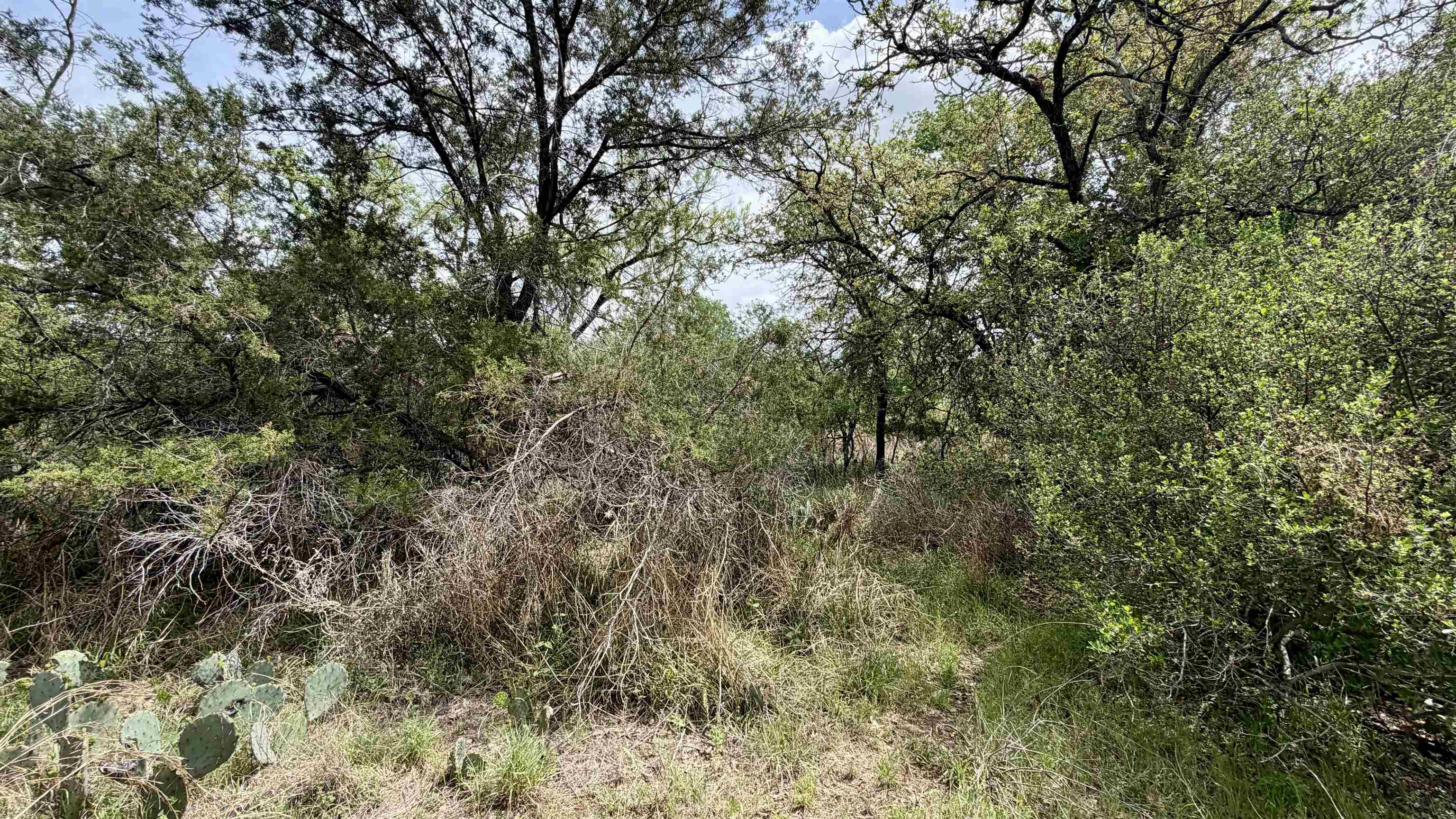 Lot 119-118 Ridgemont Kingsland, TX 78639 - Photo 15 of 29 a view of a forest with lots of trees