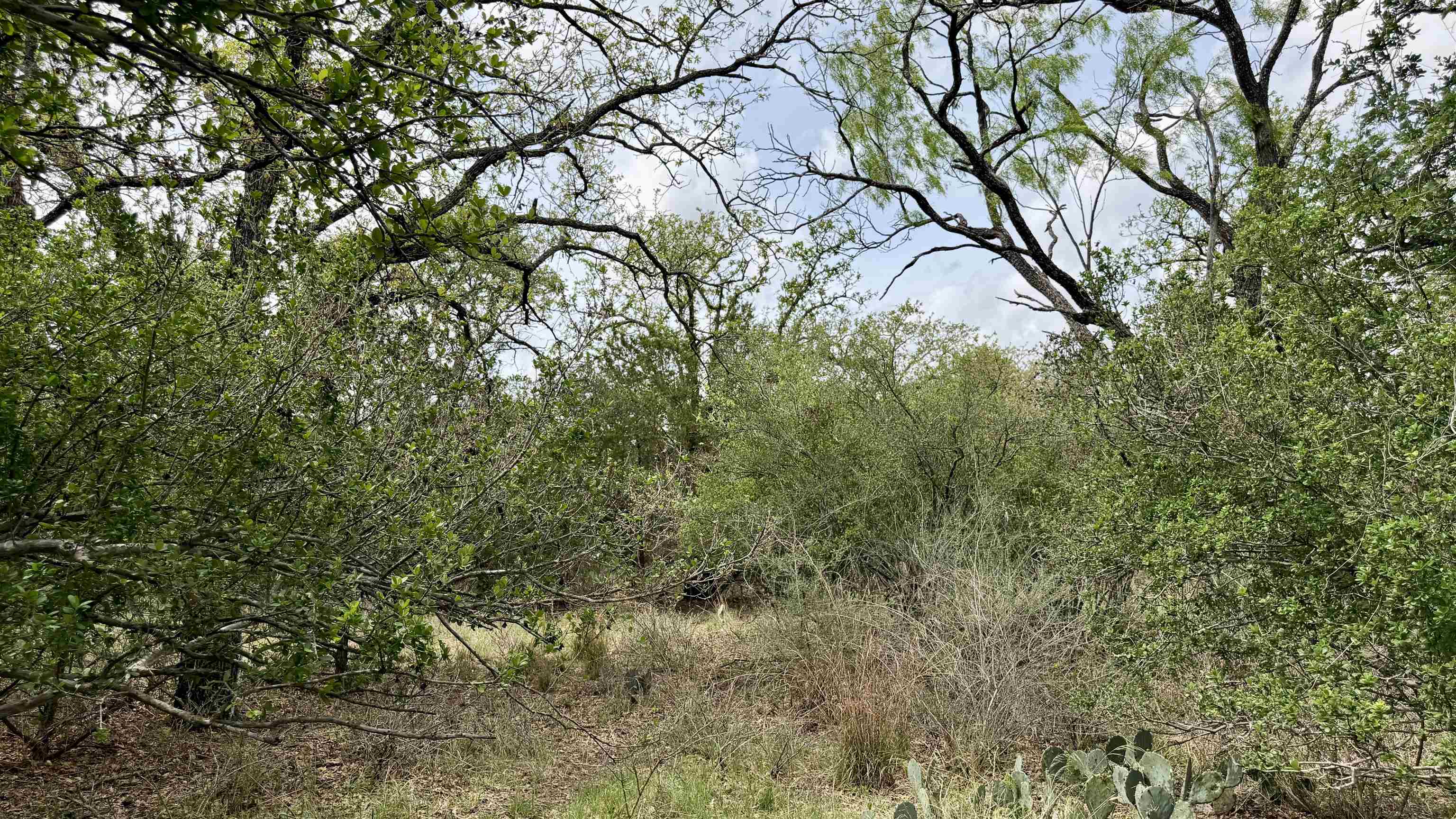 Lot 119-118 Ridgemont Kingsland, TX 78639 - Photo 17 of 29 a view of a yard with a tree
