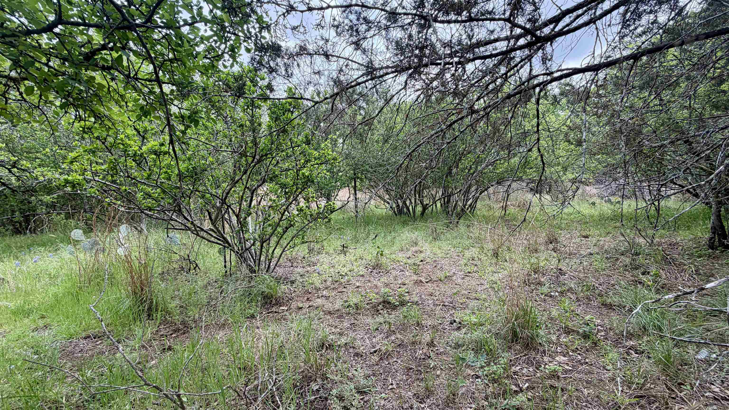 Lot 119-118 Ridgemont Kingsland, TX 78639 - Photo 19 of 29 a big yard with lots of green space and deers