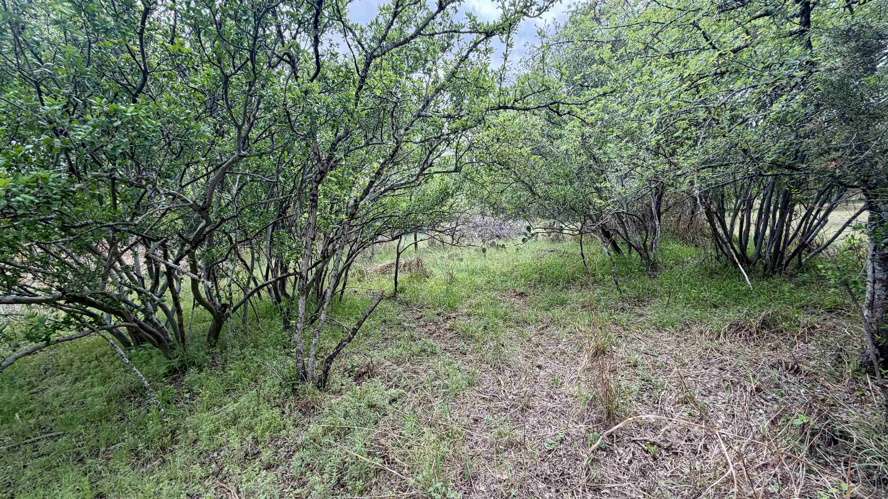 Lot 119-118 Ridgemont Kingsland, TX 78639 - Photo 20 of 29 a view of a lush green forest