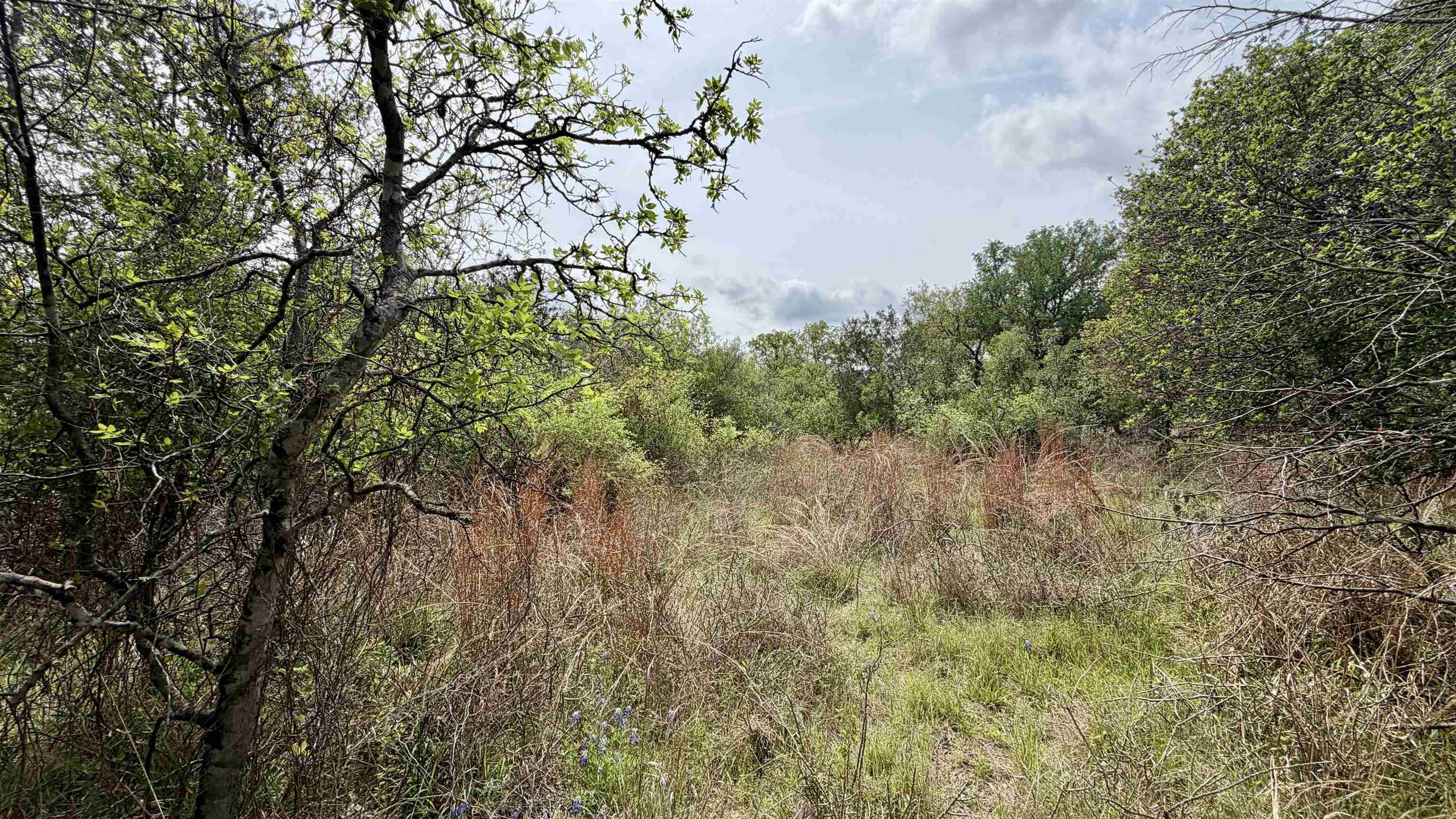 Lot 119-118 Ridgemont Kingsland, TX 78639 - Photo 6 of 29 a view of a plant in a garden