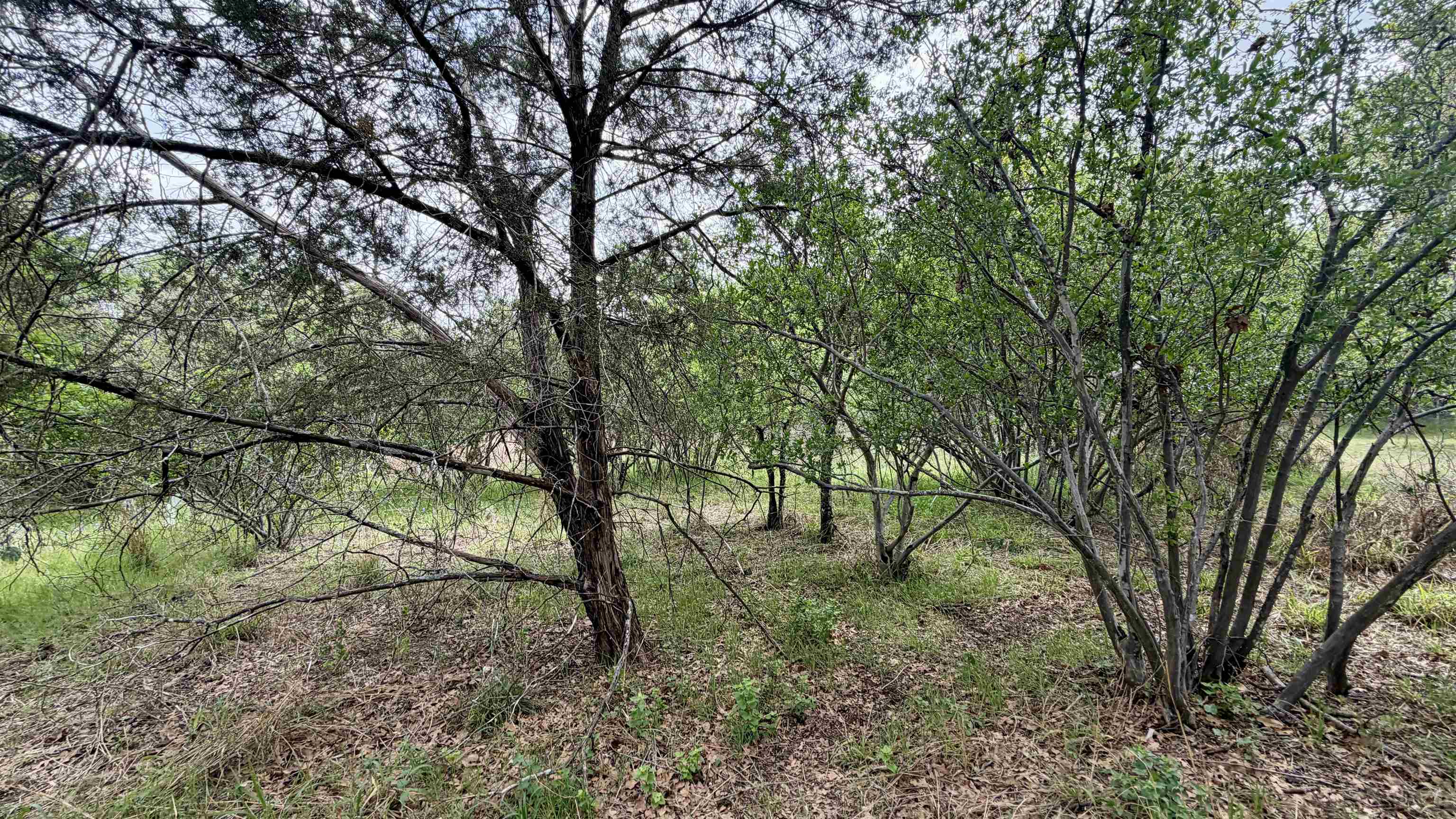 Lot 119-118 Ridgemont Kingsland, TX 78639 - Photo 10 of 29 a view of some trees in the forest